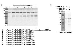 Immunoprecipitation of recombinant human Nampt (Visfatin/PBEF) proteins using anti-Nampt (Visfatin-PBEF), mAb (OMNI379) . (NAMPT Antikörper  (Biotin))