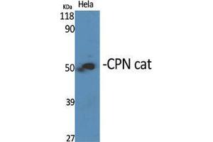 Western Blot (WB) analysis of specific cells using CPN cat Polyclonal Antibody. (CPN Cat (C-Term) Antikörper)