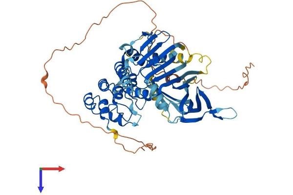 ANKRD13C Protein (AA 1-541) (His tag)