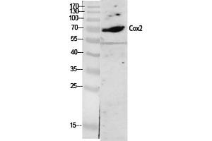 Western Blot analysis of various cells using Cox-2 Polyclonal Antibody diluted at 1:2000. (PTGS2 Antikörper  (AA 530-610))