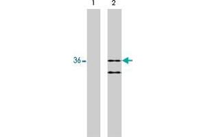 Western blot analysis using RIT2 monoclonal antibody, clone 27G2  on 293 cells expressing HA-tagged RIT1 (1) and HA-tagged RIT2 (2).
