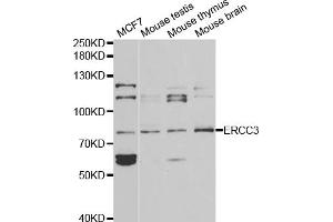 Western blot analysis of extracts of various cell lines, using ERCC3 antibody (ABIN5970857) at 1/1000 dilution. (ERCC3 Antikörper)