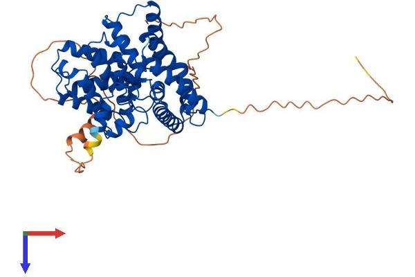 PDE7B Protein (AA 1-450) (His tag)