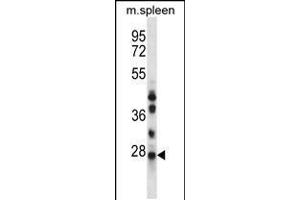 Western blot analysis in mouse spleen tissue lysates (35ug/lane). (NQO2 Antikörper  (N-Term))