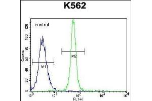 LRIT1 Antibody (C-term) (ABIN655361 and ABIN2844919) flow cytometric analysis of K562 cells (right histogram) compared to a negative control cell (left histogram). (LRIT1 Antikörper  (C-Term))