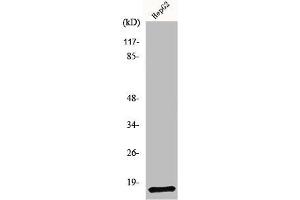 Western Blot analysis of RAW264. (NDUFA4 Antikörper  (C-Term))