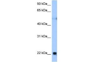 RTN4 antibody used at 0. (Reticulon 4 Antikörper  (Middle Region))