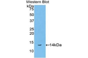 Western Blotting (WB) image for anti-Biglycan (BGN) (AA 48-158) antibody (ABIN2119374) (Biglycan Antikörper  (AA 48-158))