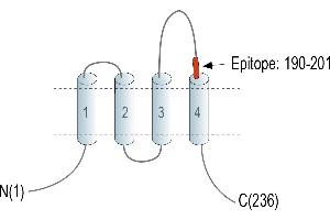 Representative domain view of the target of ABIN7884853.