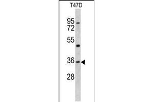 Western blot analysis of KLF6 antibody in T47D cell line lysates (35ug/lane)