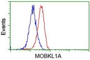 HEK293T cells transfected with either RC206337 overexpress plasmid (Red) or empty vector control plasmid (Blue) were immunostained by anti-MOBKL1A antibody (ABIN2453310), and then analyzed by flow cytometry. (MOBKL1A Antikörper)