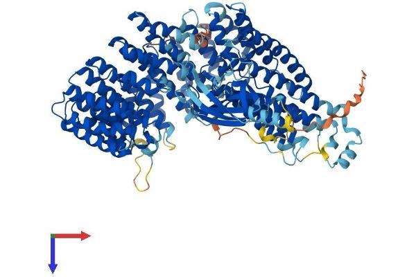 INTS7 Protein (AA 1-966) (His tag)