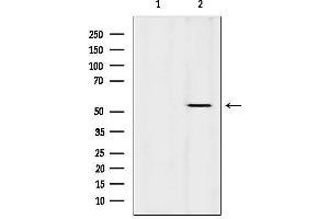 anti-Keratin 36 (KRT36) (Internal Region) antibody