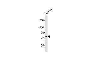 Anti-CUL4B Antibody (Center)at 1:2000 dilution + human testis lysates Lysates/proteins at 20 μg per lane.