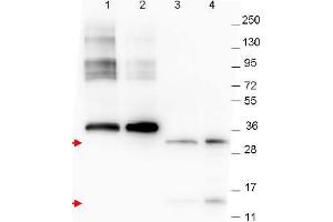 Image no. 1 for anti-Growth Differentiation Factor 15 (GDF15) (C-Term) antibody (ABIN1101711) (GDF15 Antikörper  (C-Term))