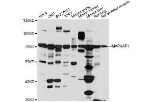 Western blot analysis of extracts of various cell lines, using MAPKAP1 antibody (ABIN6292194) at 1:3000 dilution. (MAPKAP1 Antikörper)