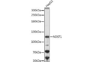 Western blot analysis of extracts of HepG2 cells, using NDST1 antibody (ABIN7268777) at 1:1000 dilution.