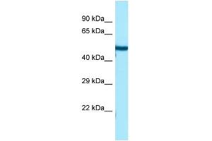 WB Suggested Anti-TUBB3 Antibody Titration: 1. (TUBB3 Antikörper  (C-Term))