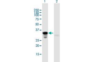 Western Blot analysis of HOXA9 expression in transfected 293T cell line by HOXA9 MaxPab polyclonal antibody. (HOXA9 Antikörper  (AA 1-272))