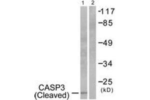 Western Blotting (WB) image for anti-Caspase 3 (CASP3) (AA 126-175), (Cleaved-Asp175) antibody (ABIN2891155) (Caspase 3 Antikörper  (Cleaved-Asp175))