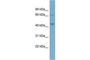 Image no. 1 for anti-Phosphatidylinositol-5-Phosphate 4-Kinase, Type II, alpha (PIP4K2A) (AA 287-336) antibody (ABIN6741987)