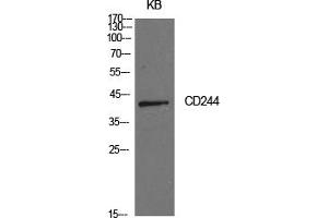 Western Blotting (WB) image for anti-Natural Killer Cell Receptor 2B4 (CD244) antibody (ABIN5959144) (2B4 Antikörper)