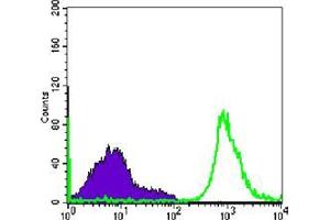 Flow cytometric analysis of Raji cells using CD19 mouse mAb (green) and negative control (purple). (CD19 Antikörper)