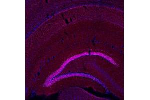 Indirect immunostaining of a PFA fixed mouse brain section (dilution 1 : 500; red). (BCL11B Antikörper  (AA 1-151))