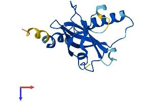 Riboflavin Kinase Protein (RFK) (AA 1-155) (His tag)