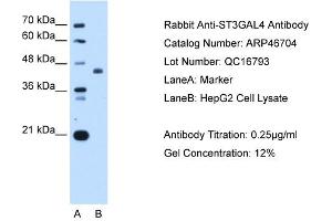 ST3GAL4 antibody used at 0. (ST3GAL4 Antikörper  (Middle Region))