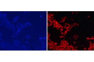 Immunofluorescence analysis of 293T cells using DiMethyl-Histone H3-K9 Polyclonal Antibody (Histone 3 Antikörper  (2meLys9))