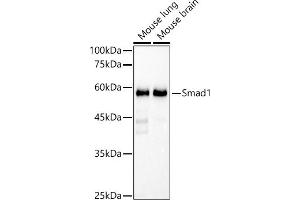 Western blot analysis of extracts of various cell lines, using Smad1 antibody (ABIN7270343) at 1:1000 dilution.