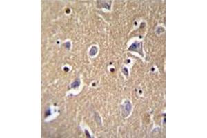 Immunohistochemistry analysis in formalin fixed and paraffin embedded human brain tissue reacted with FBXO21 Antibody (C-term) followed by peroxidase conjugation of the secondary antibody and DAB staining. (FBXO21 Antikörper  (C-Term))