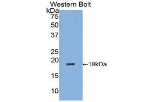 Western blot analysis of the recombinant protein. (LALBA Antikörper  (AA 20-159))