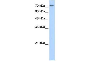 WB Suggested Anti-SFPQ Antibody Titration:  5. (SFPQ Antikörper  (Middle Region))