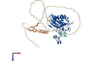 ITPKA Protein (AA 1-459) (His tag)