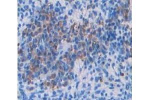Used in DAB staining on fromalin fixed paraffin- embedded Kidney tissue (VAV1 Antikörper  (AA 565-795))