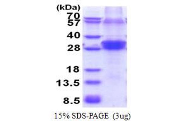 RNF114 Protein (AA 1-228) (His tag)