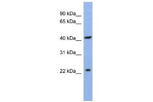WB Suggested Anti-SLC35F1 Antibody Titration:  0. (SLC35F1 Antikörper  (N-Term))