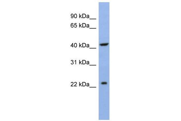 SLC35F1 Antikörper  (N-Term)