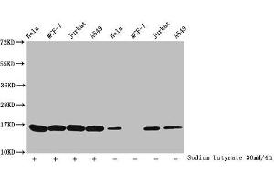 Western Blot Detected samples: Hela whole cell lysate, MCF-7 whole cell lysate, Jurkat whole cell lysate, A549 whole cell lysate, Untreated (-) or treated (+) with 30 mM sodium butyrate for 4h All lanes: HIST1H3A antibody at 1:100 Secondary Goat polyclonal to rabbit IgG at 1/40000 dilution Predicted band size: 16 kDa Observed band size: 16 kDa (HIST1H3A Antikörper  (acLys27))