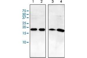Western Blot analysis of (1) HeLa cell lysate, (2) HepG2 cell lysate, (3) brain tissue lysate and (4) MCF cell lysate. (ARF1 Antikörper)