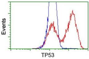 HEK293T cells transfected with either RC200003 overexpress plasmid (Red) or empty vector control plasmid (Blue) were immunostained by anti-TP53 antibody (ABIN2454669), and then analyzed by flow cytometry. (p53 Antikörper)
