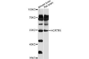 Western blot analysis of extracts of various cell lines, using HCRTR1 antibody (ABIN6292981) at 1:1000 dilution. (HCRTR1 Antikörper)