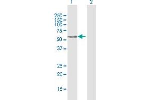 Western Blot analysis of FAM117A expression in transfected 293T cell line by FAM117A MaxPab polyclonal antibody. (FAM117A Antikörper  (AA 1-453))