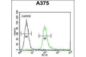 SPDYE3 Antibody (Center) (ABIN654315 and ABIN2844097) flow cytometric analysis of  cells (right histogram) compared to a negative control cell (left histogram). (SPDYE3 Antikörper  (AA 455-483))