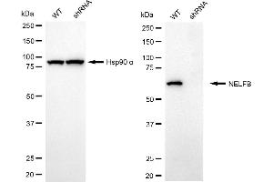 Western blotting analysis using NELFB antibody (ABIN7798110). (Rekombinanter COBRA1 Antikörper)