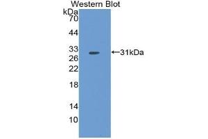 Western blot analysis of the recombinant protein. (FGF5 Antikörper  (AA 23-268))