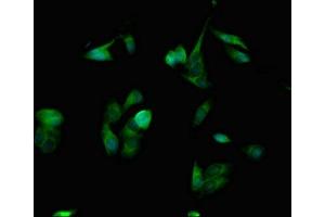 Immunofluorescent analysis of Hela cells using ABIN7168925 at dilution of 1:100 and Alexa Fluor 488-congugated AffiniPure Goat Anti-Rabbit IgG(H+L)