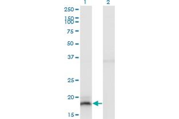 IFNA13 antibody  (AA 91-189)